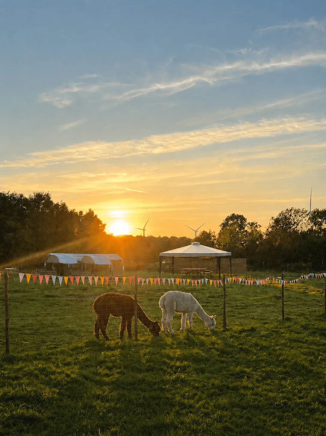 Zwei Alpakas, eines braun und eines weiß, grasen auf einer grünen Wiese im warmen Abendlicht, während im Hintergrund die Sonne hinter Windrädern untergeht.